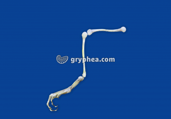 Squelette patte postérieure Grenouille entière - gryphea.com